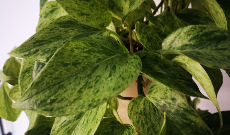 Wyniki konkursu na Epipremnum Marble Queen
