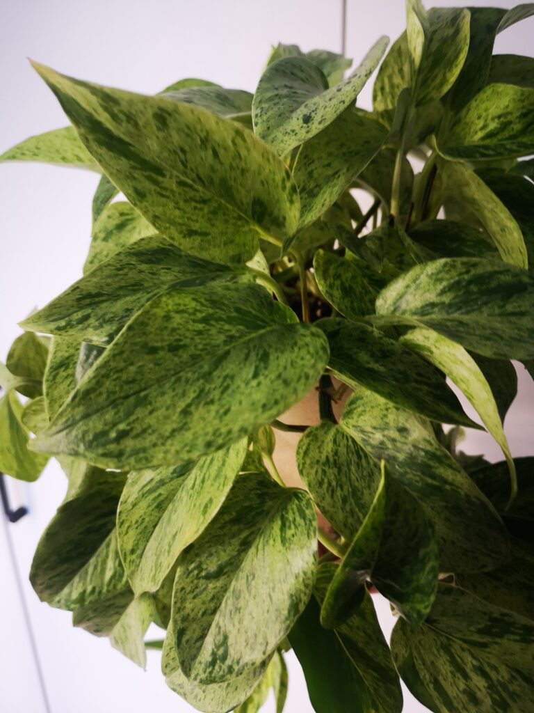 Wyniki konkursu na Epipremnum Marble Queen