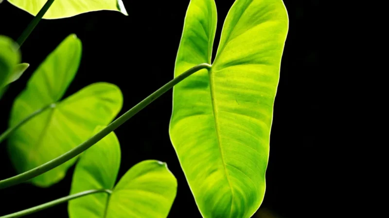 Filodendron – jak dbać o roślinę