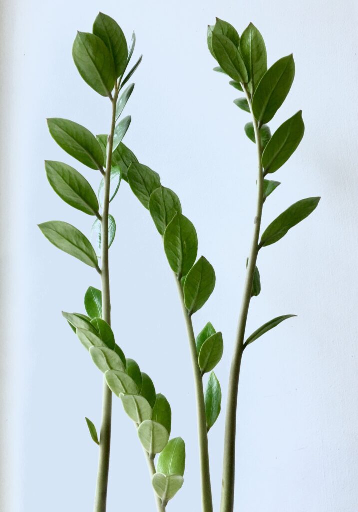 Zamiokulkas plantip