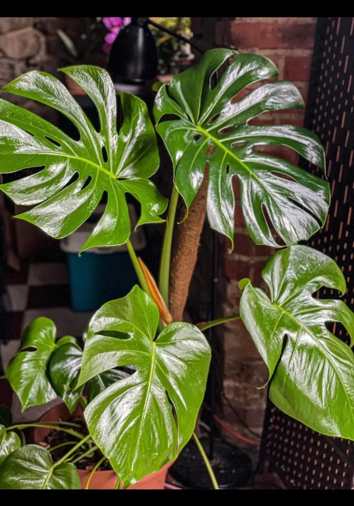 Olejek Neem naturalny środek owadobójczy