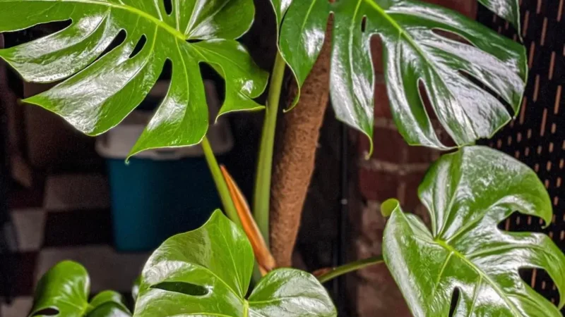Olejek Neem naturalny środek owadobójczy