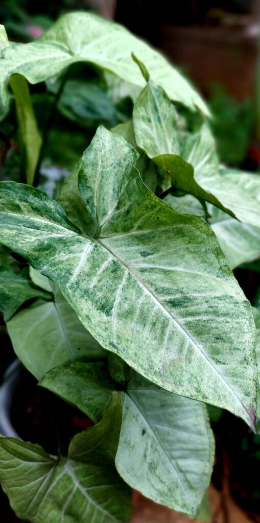 syngonium arrow plantip